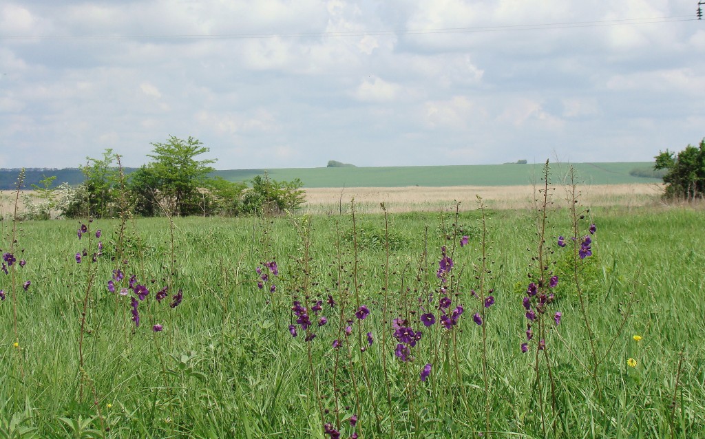 Станица Шкуринская, image of landscape/habitat.