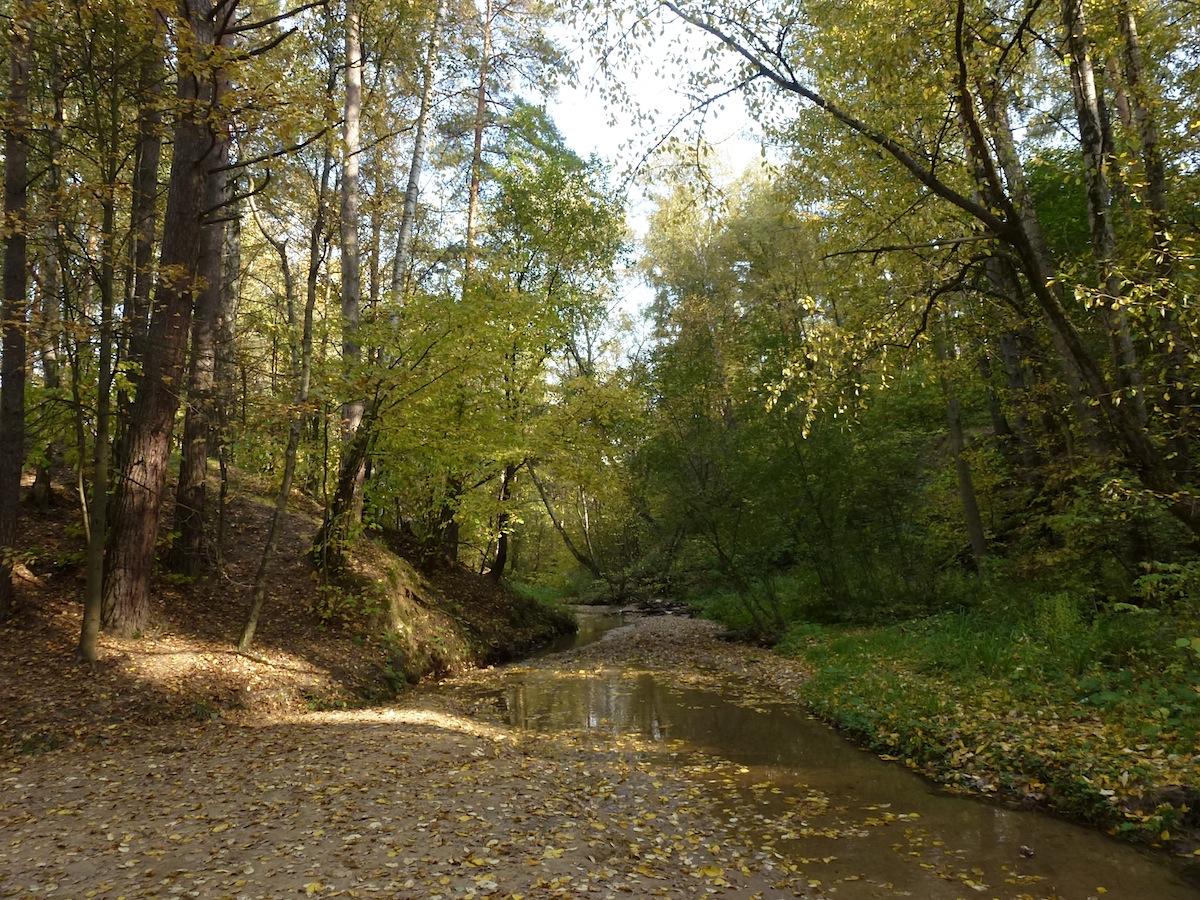 Битцевский лес, image of landscape/habitat.