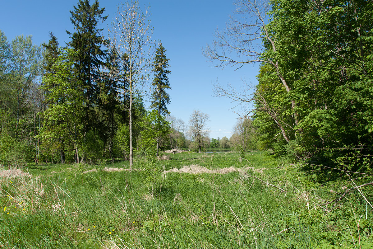 Гостилицы, image of landscape/habitat.