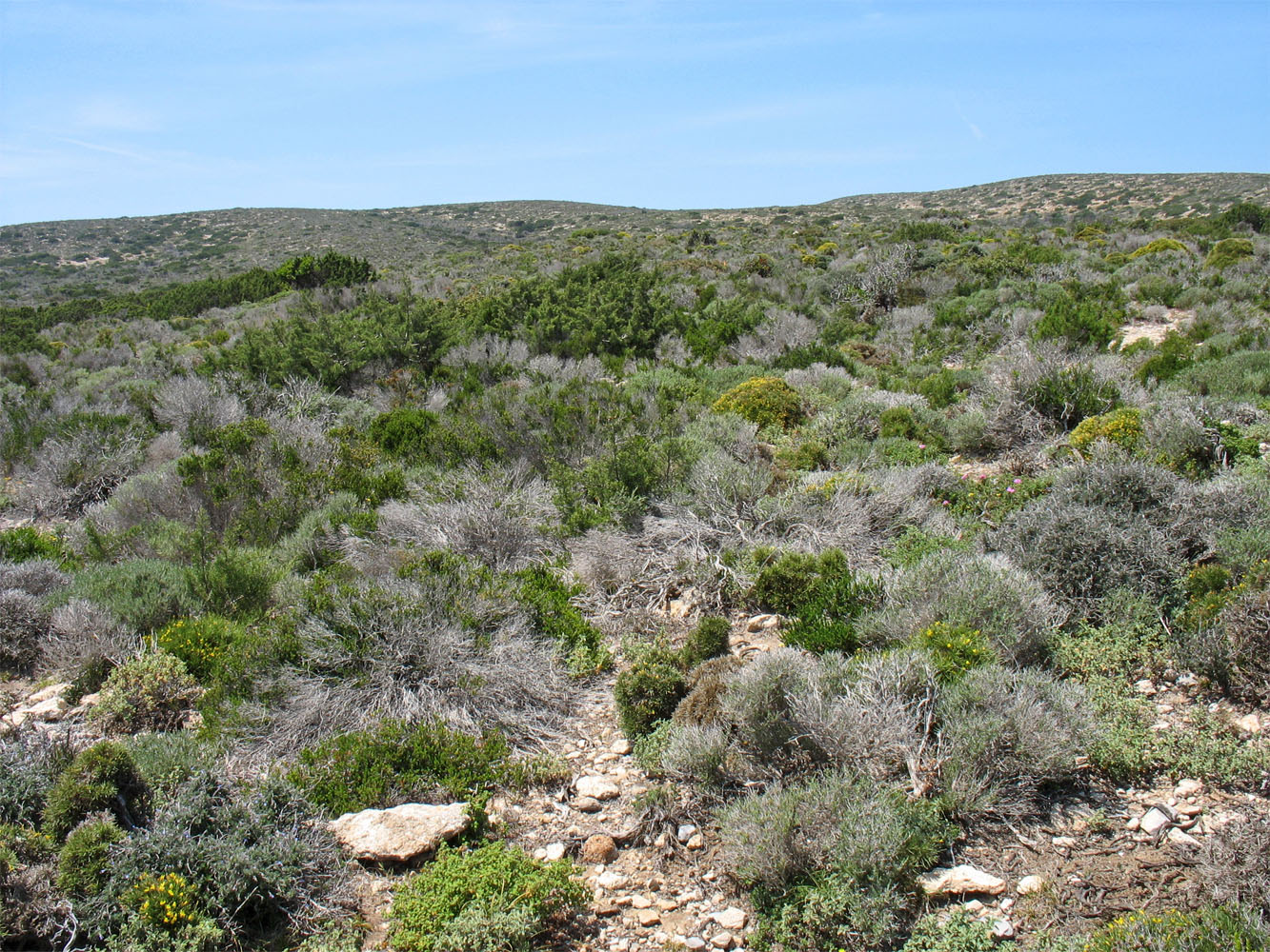 Фригана к северу от Прасониси, image of landscape/habitat.