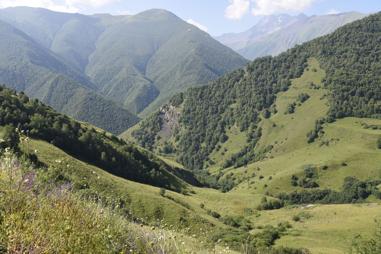 Долина реки Шикаройакх, image of landscape/habitat.