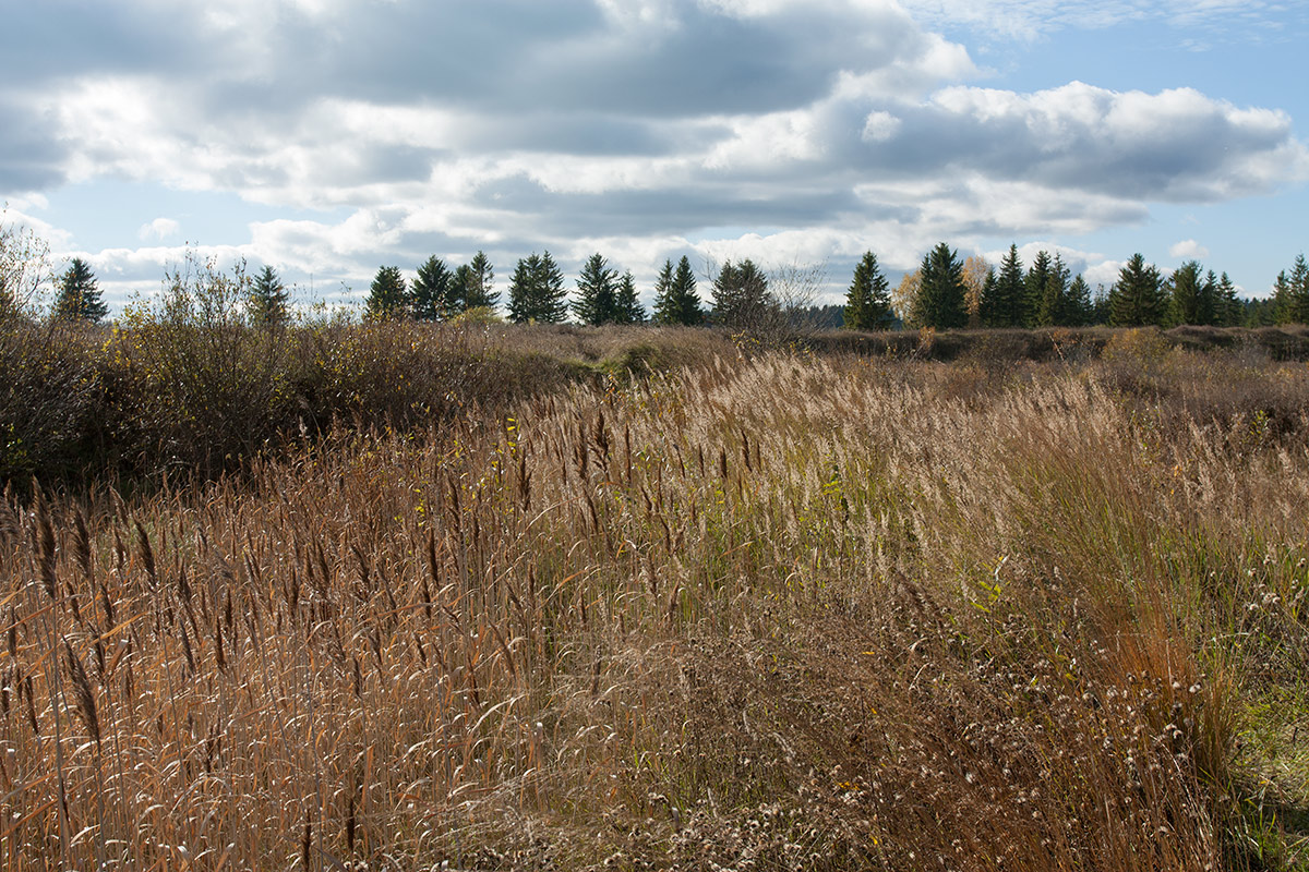 Окрестности Пудости, image of landscape/habitat.