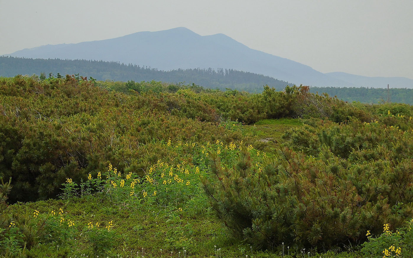 Мыс Великан, image of landscape/habitat.