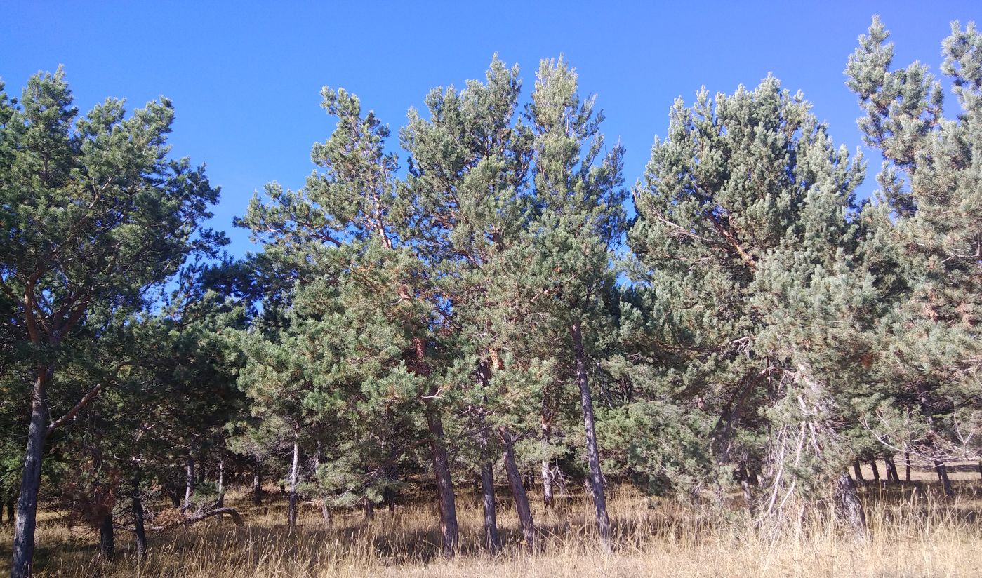 Гора Патара Абули, image of landscape/habitat.