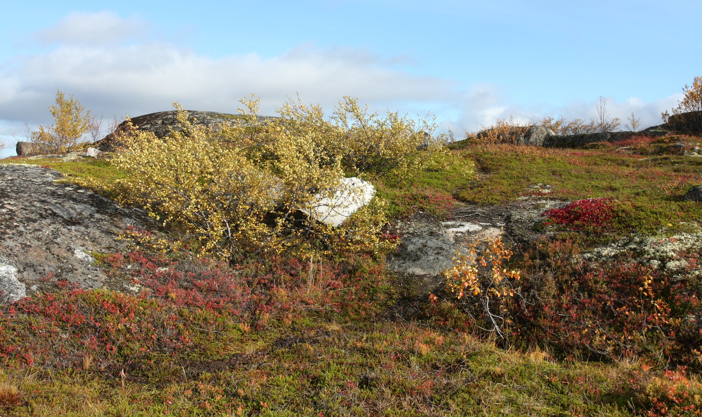 Горелая сопка, image of landscape/habitat.