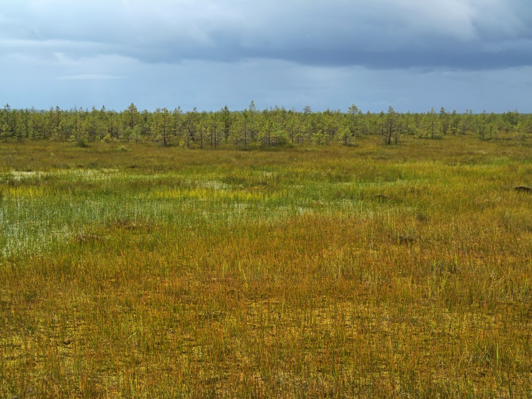 Пелецкий Мох, image of landscape/habitat.