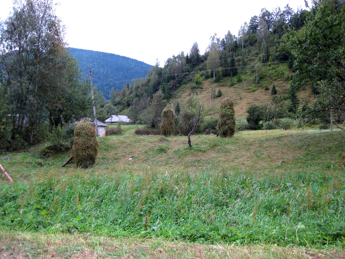 Заповедник "Горганы", Максимец, image of landscape/habitat.