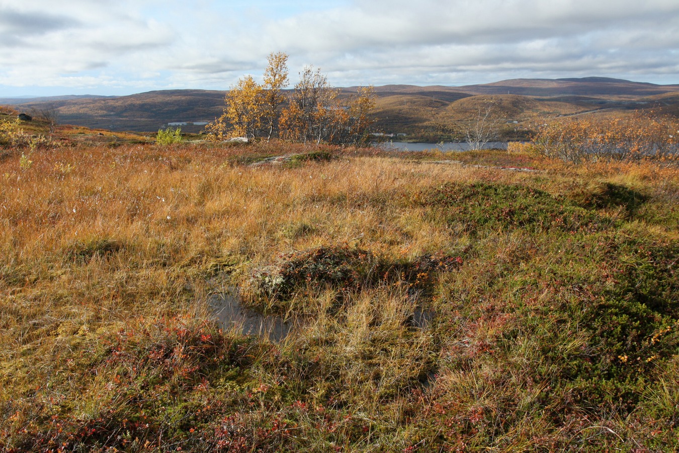 Горелая сопка, image of landscape/habitat.