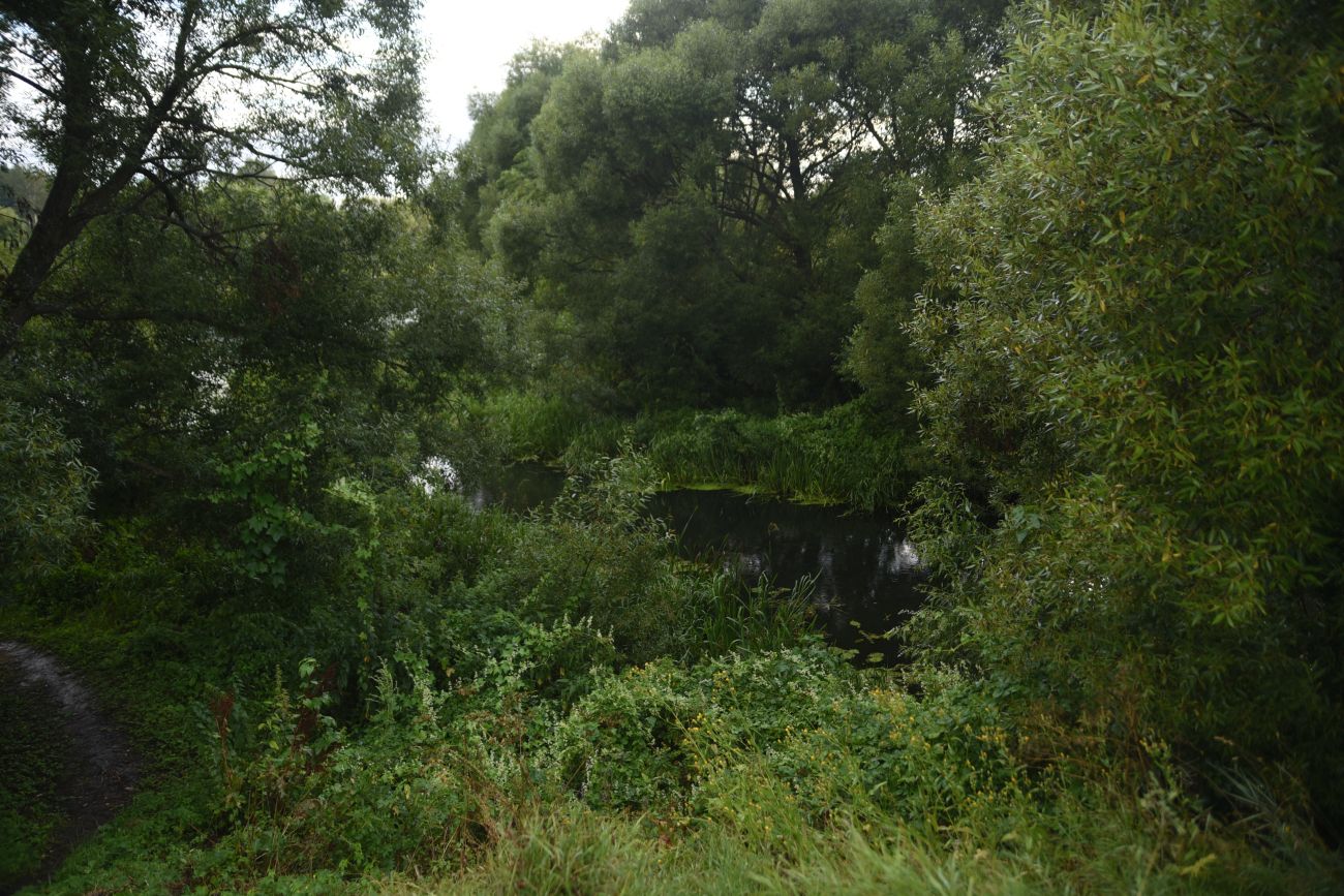 Устье реки Паника, image of landscape/habitat.