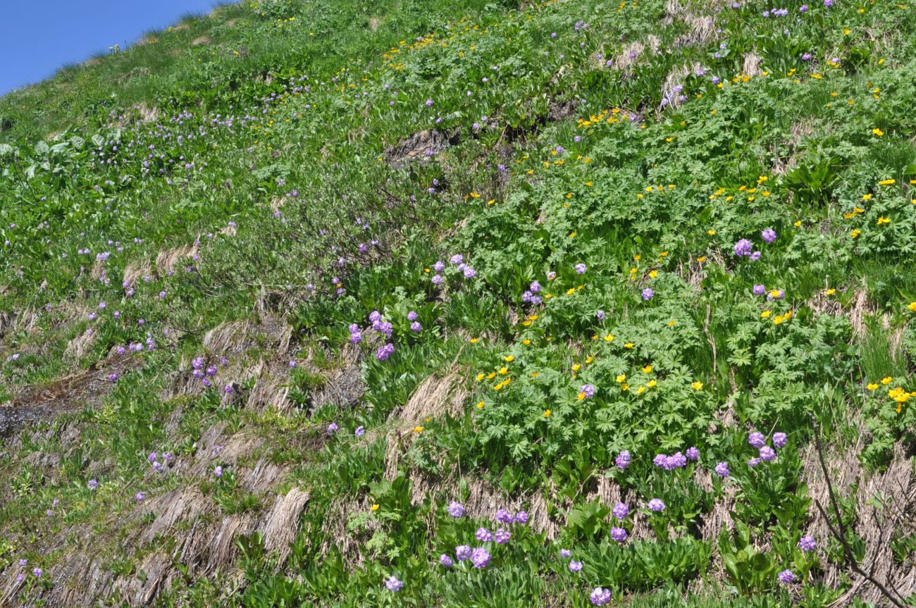 Восточный склон горы Чегет, image of landscape/habitat.