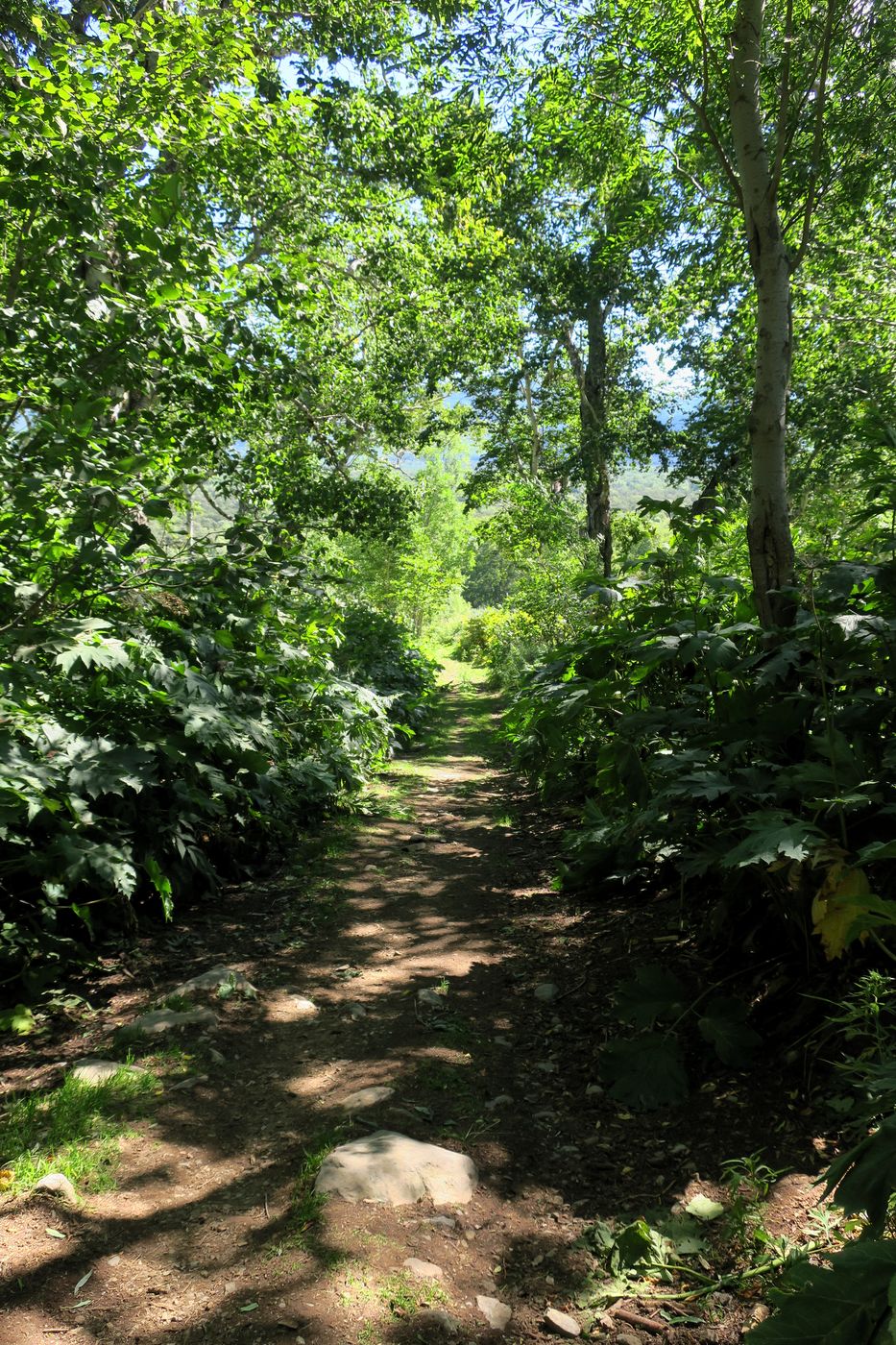 Зайкин ключ, image of landscape/habitat.