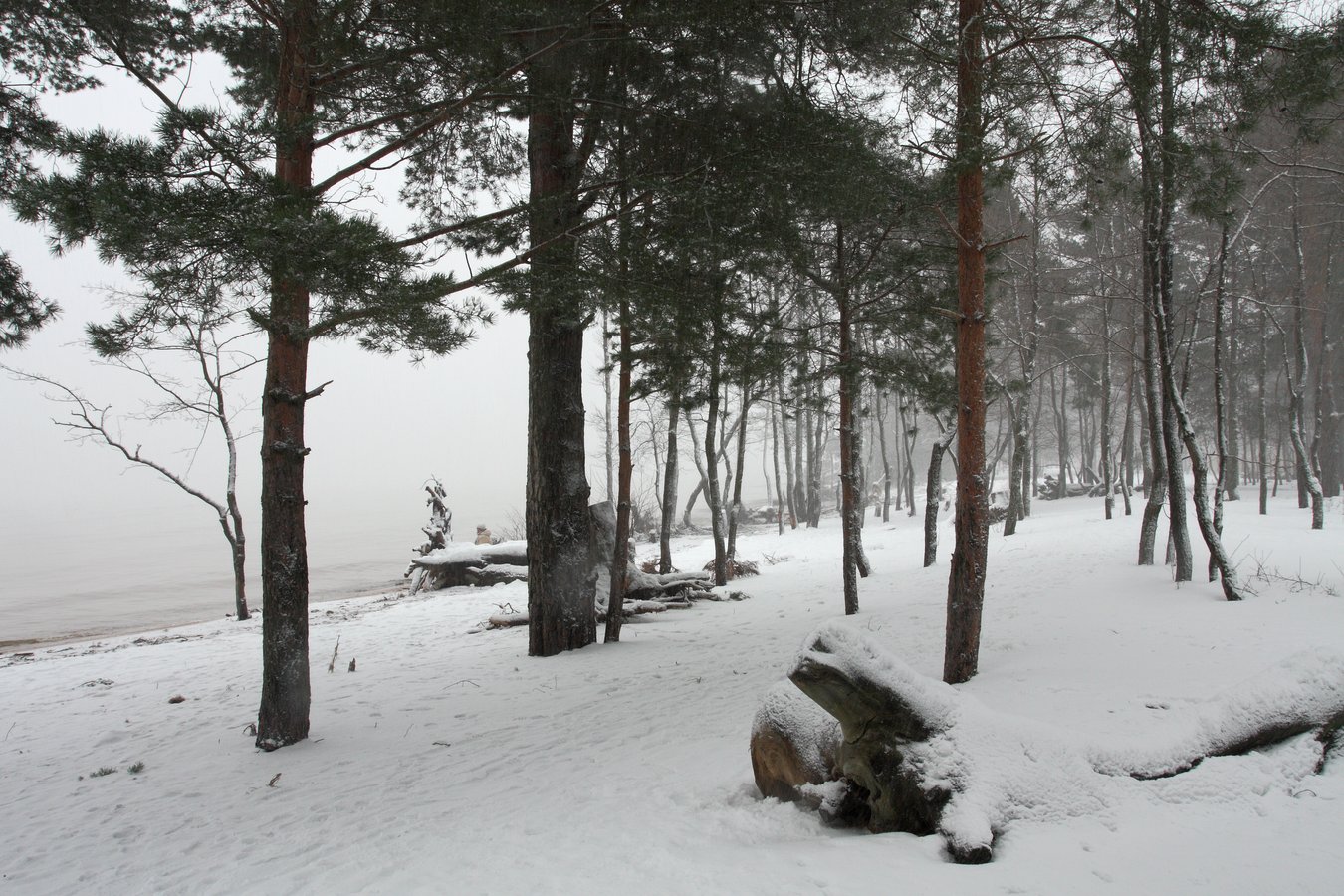 Большая Ижора, image of landscape/habitat.