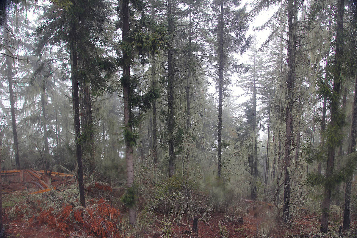 Трумсингла, image of landscape/habitat.