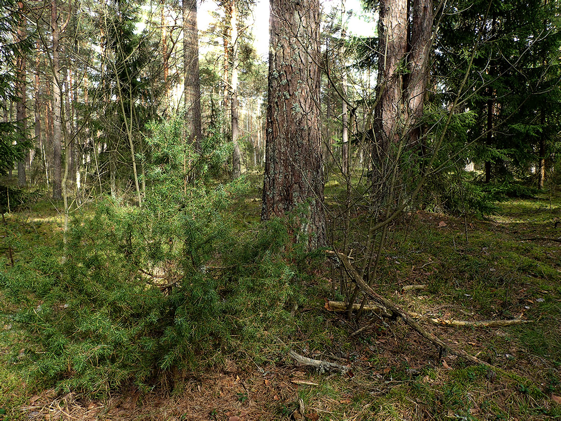 Национальный парк "Нарочанский", image of landscape/habitat.