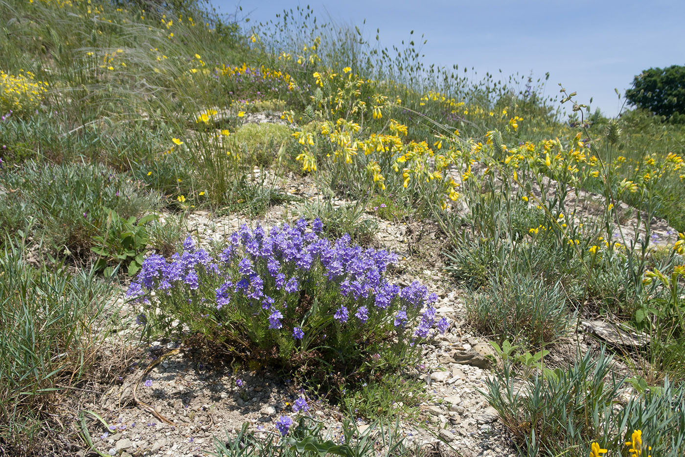 Гора Раевская, image of landscape/habitat.