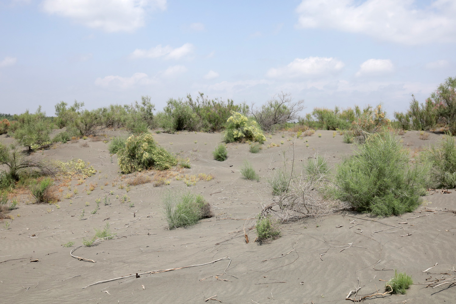 Кокандские пески, image of landscape/habitat.