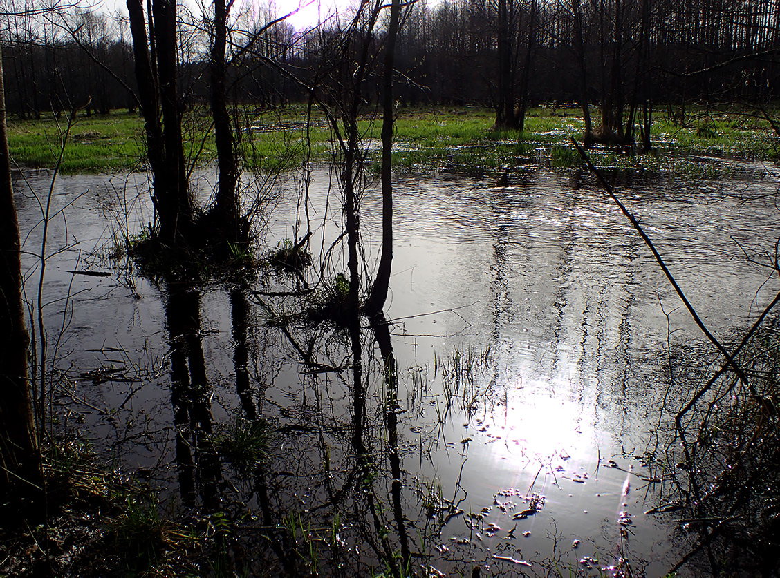 Национальный парк "Нарочанский", image of landscape/habitat.