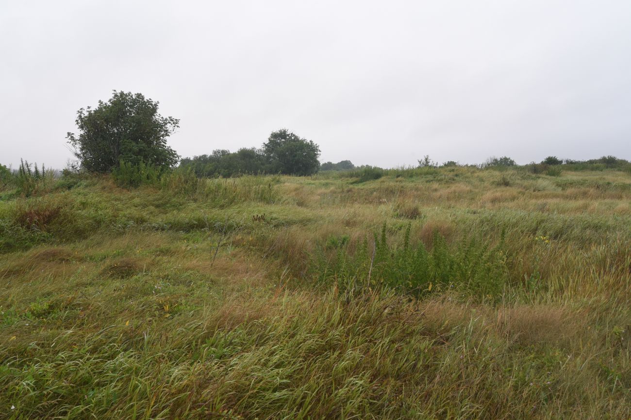 Лошаки, image of landscape/habitat.