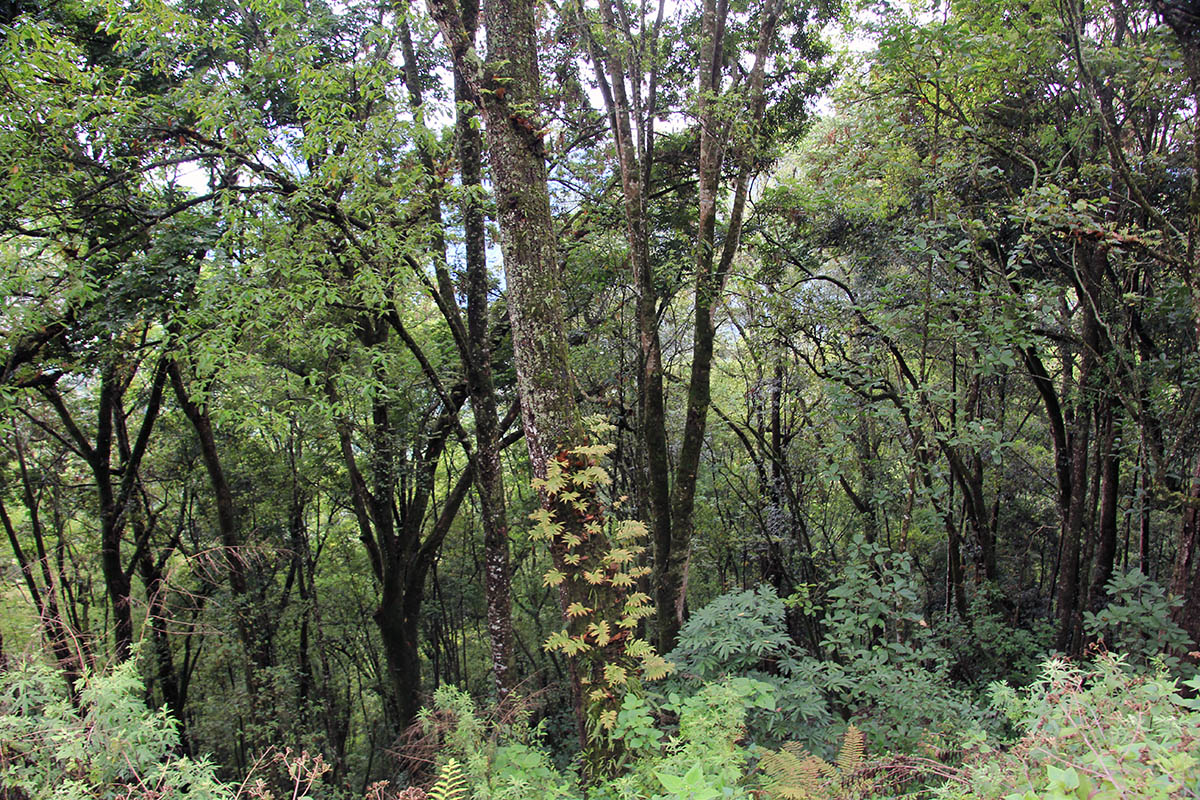 Трумсингла, image of landscape/habitat.