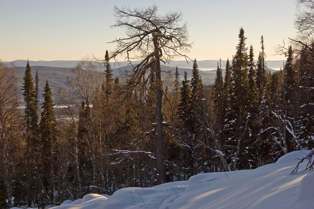 Окрестности хребта Ялангас, image of landscape/habitat.