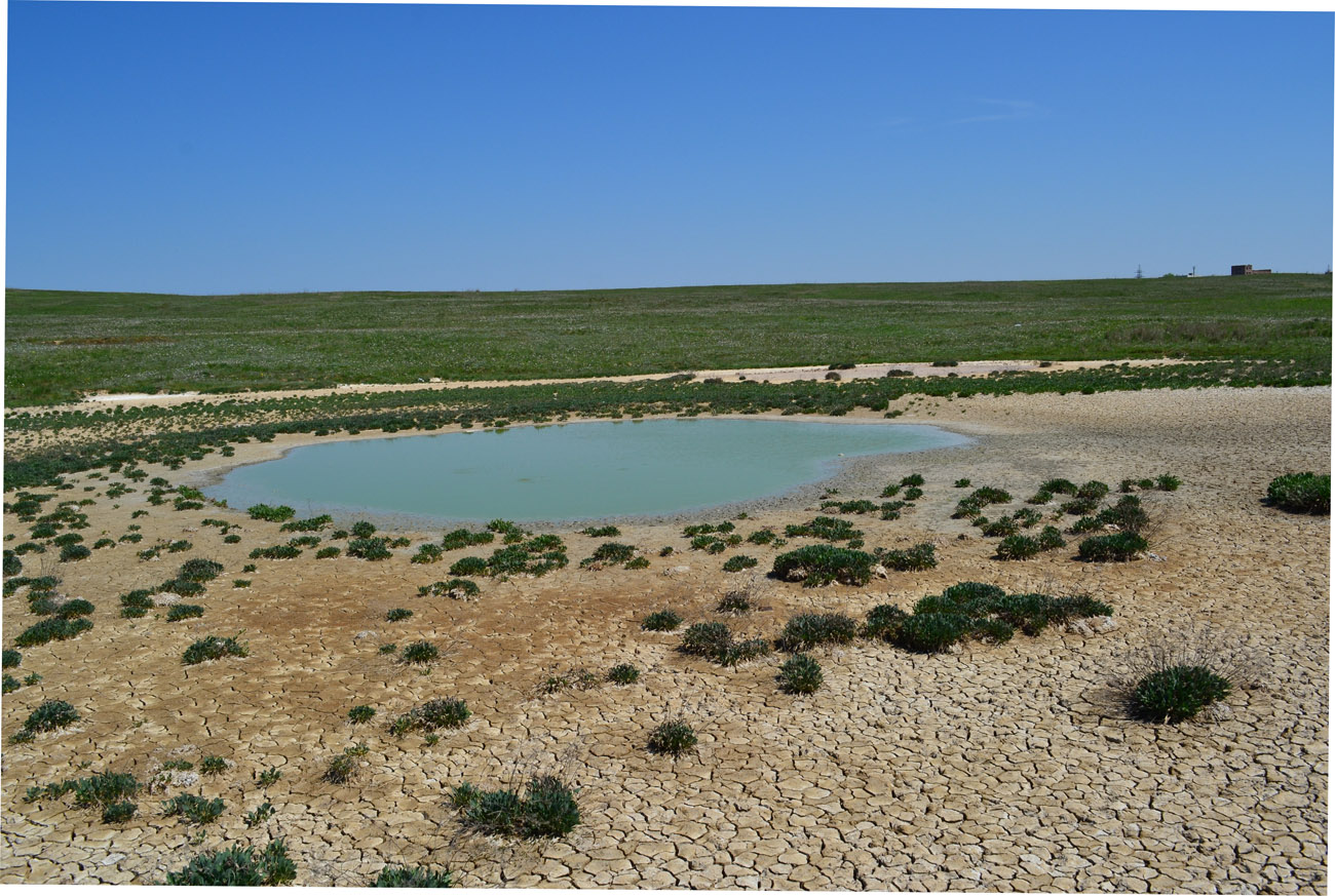 Окрестности села Бондаренково, image of landscape/habitat.