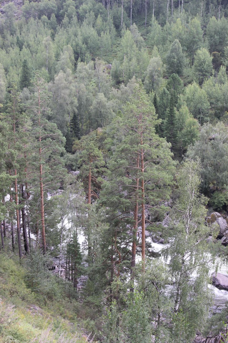 Окрестности водопада Учар, image of landscape/habitat.