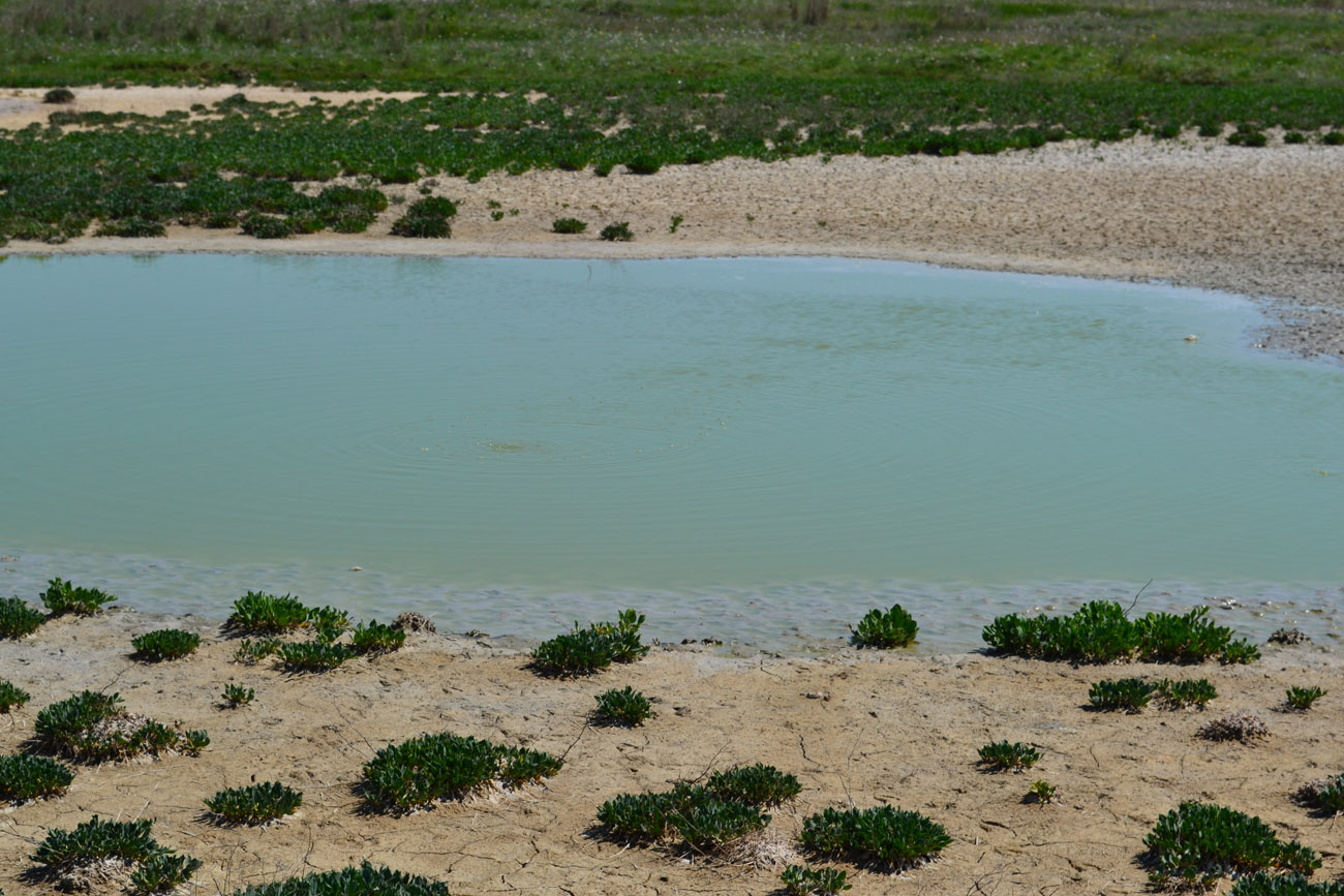 Окрестности села Бондаренково, image of landscape/habitat.