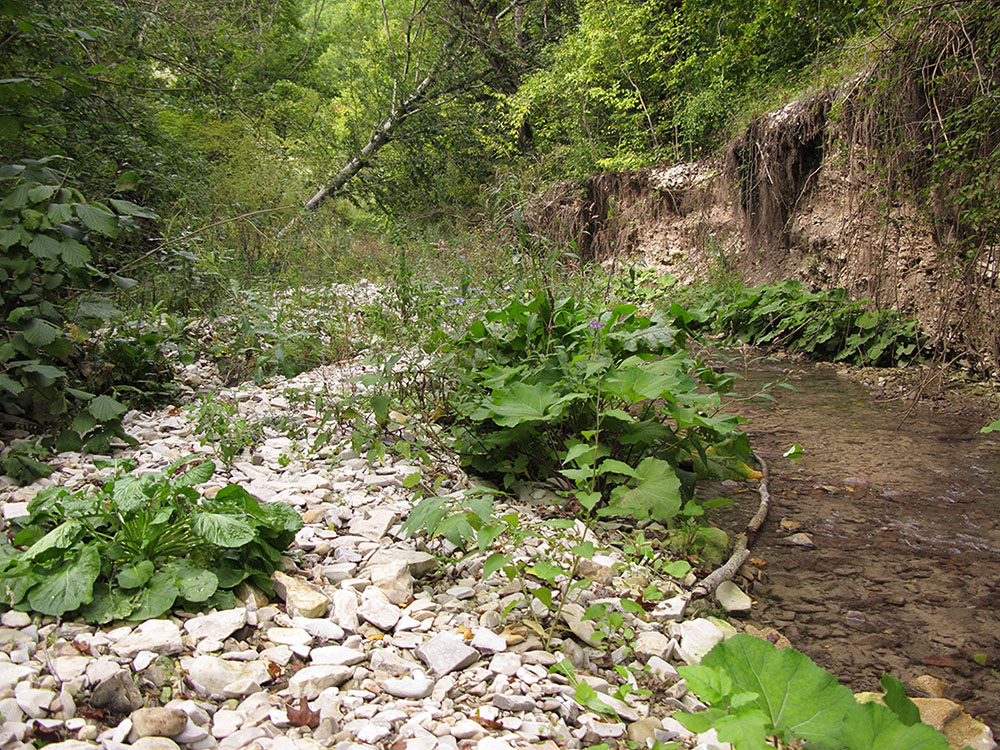 Богого, image of landscape/habitat.