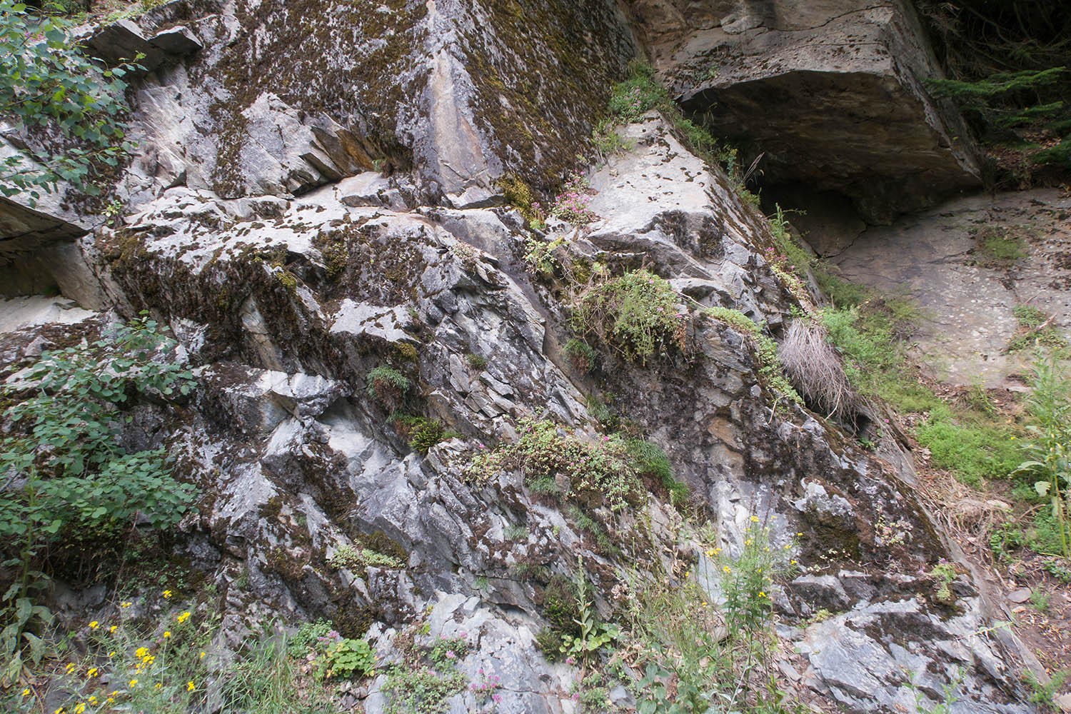 Б. Лаба ниже слияния с Заканом, image of landscape/habitat.