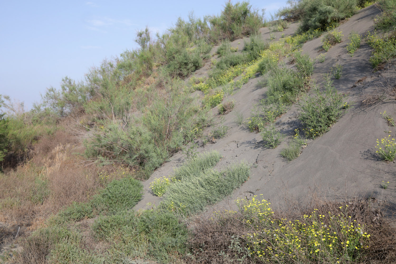 Кокандские пески, image of landscape/habitat.