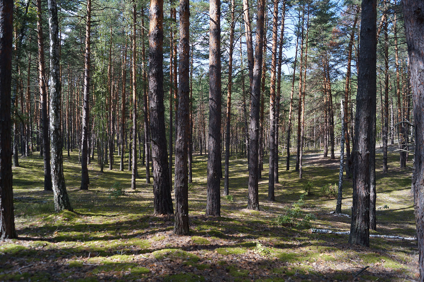 Окрестности села Турово, image of landscape/habitat.