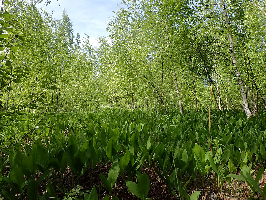 Волдынь - Ябдино, image of landscape/habitat.