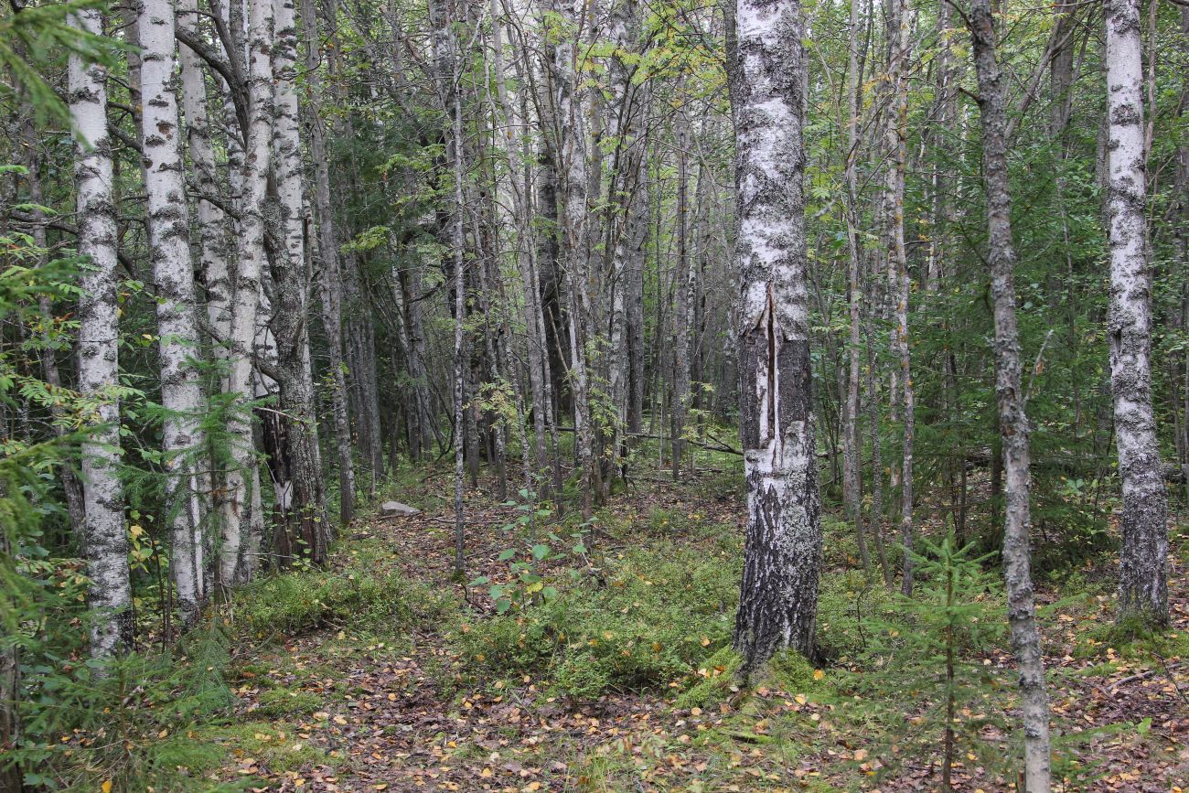 Окрестности деревни Козлово, image of landscape/habitat.