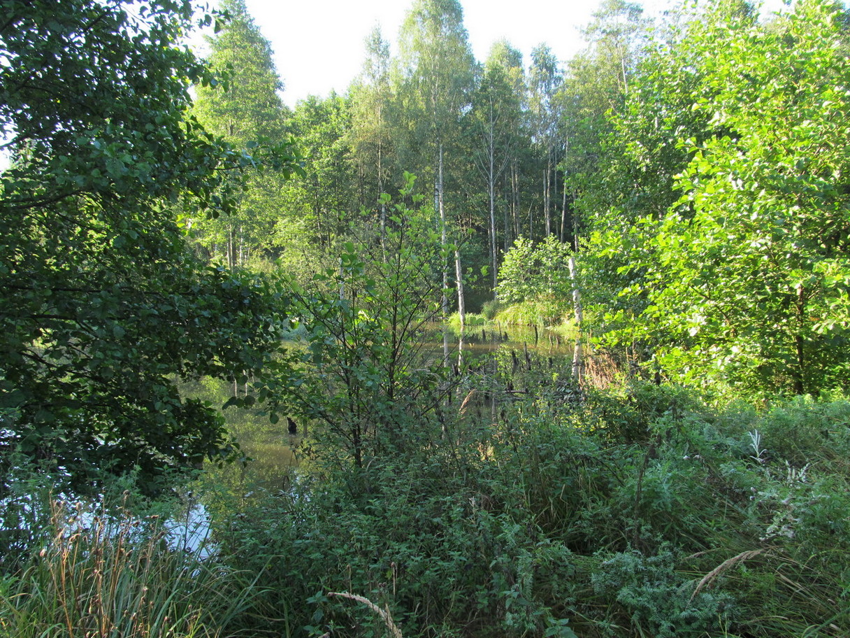 Лес Черемшово, image of landscape/habitat.