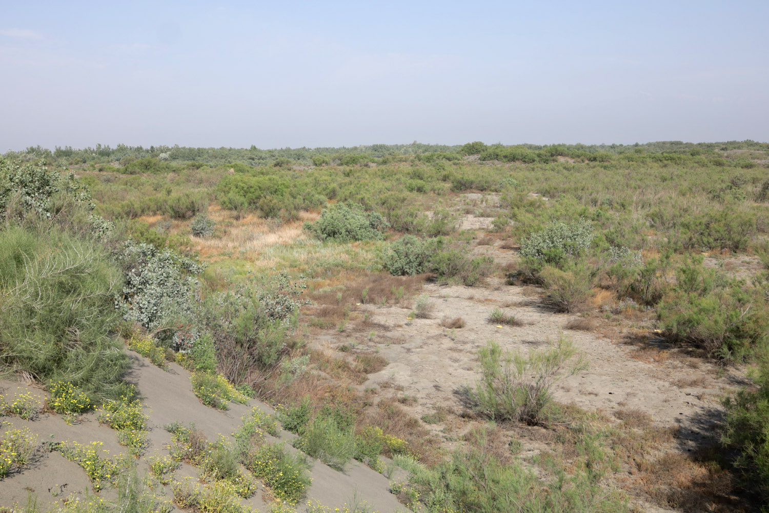 Кокандские пески, image of landscape/habitat.