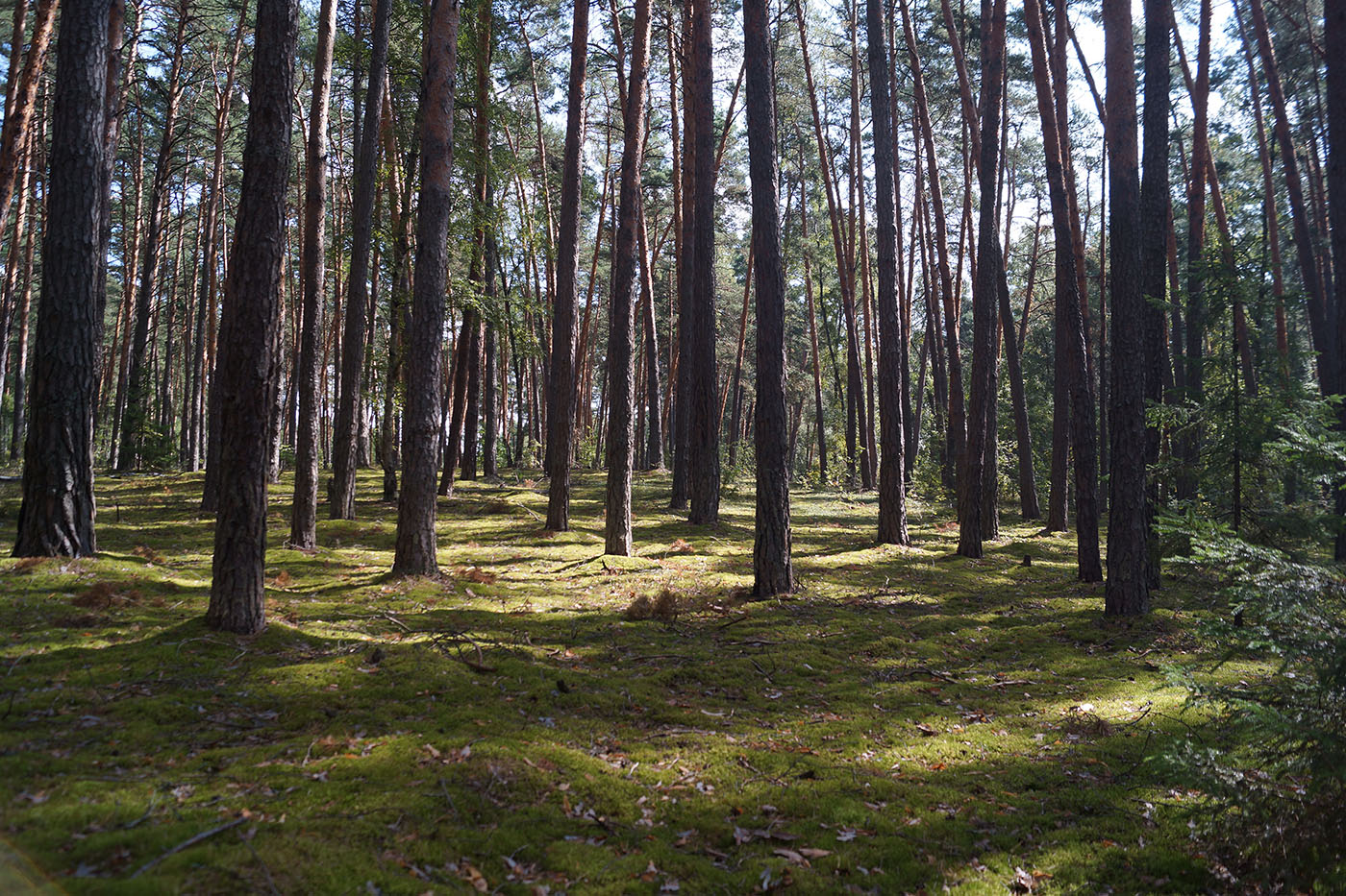 Окрестности села Турово, image of landscape/habitat.