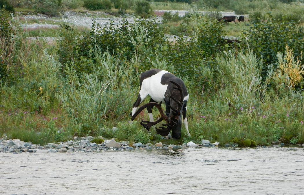 Большой Ханмей, image of landscape/habitat.