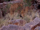 Simpsons Gap, image of landscape/habitat.