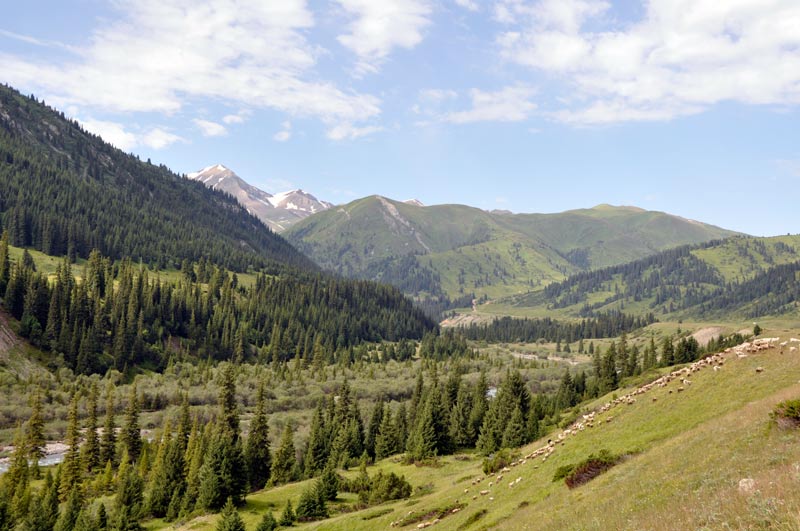 Долина реки Текес, image of landscape/habitat.