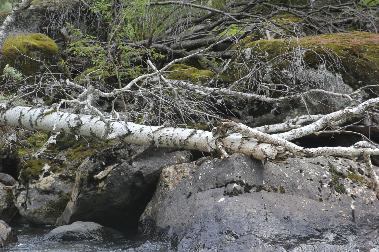 Окрестности водопада Учар, image of landscape/habitat.