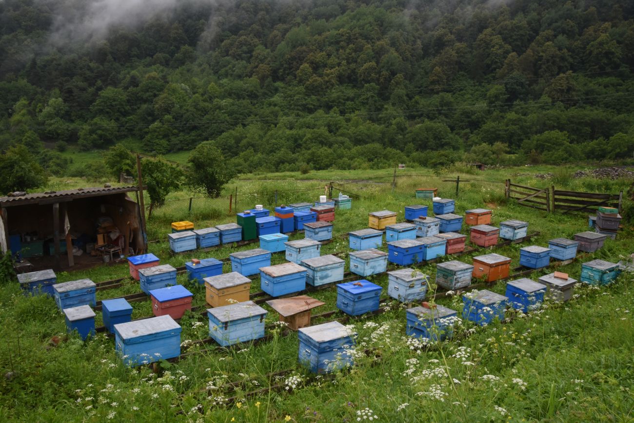 Нижний Кяхк и окрестности, image of landscape/habitat.