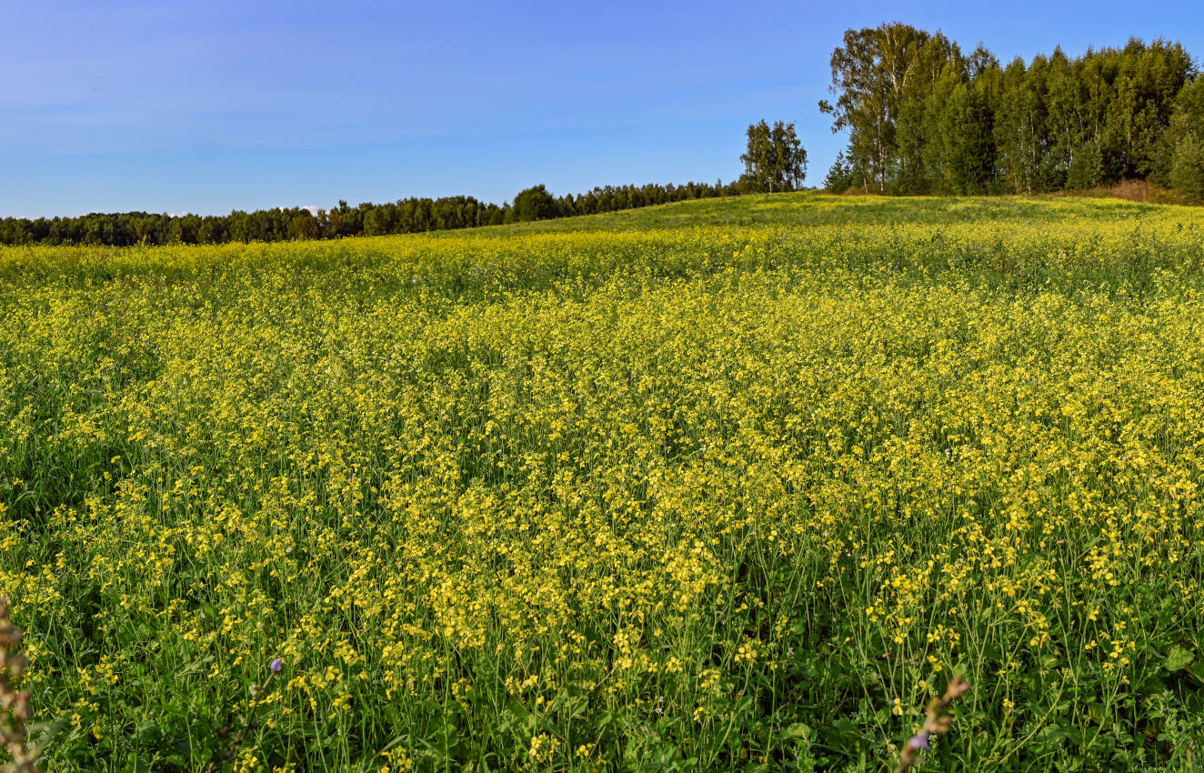 Окрестности деревни Аниково, image of landscape/habitat.