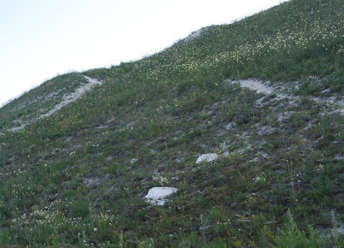 Шатрище, image of landscape/habitat.