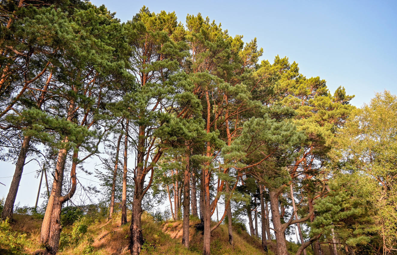 Окрестности деревни Аниково, image of landscape/habitat.