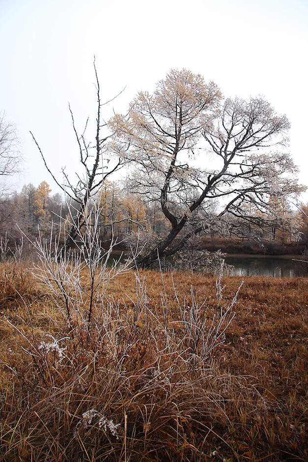 Излучина Иркута близ Тибельти, image of landscape/habitat.