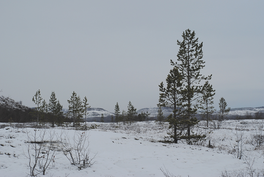 Губа Грязная, image of landscape/habitat.