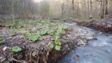 Щель Курортная, image of landscape/habitat.