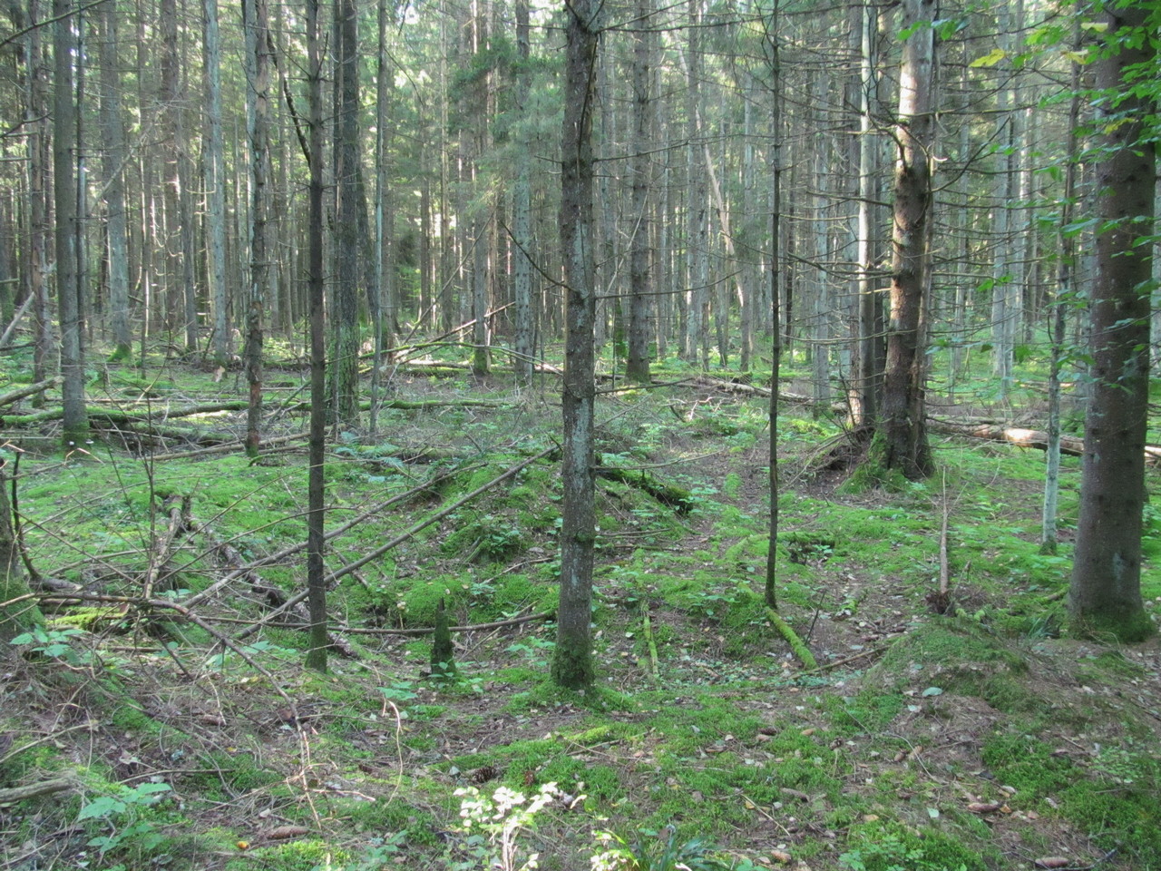 Лес Черемшово, image of landscape/habitat.