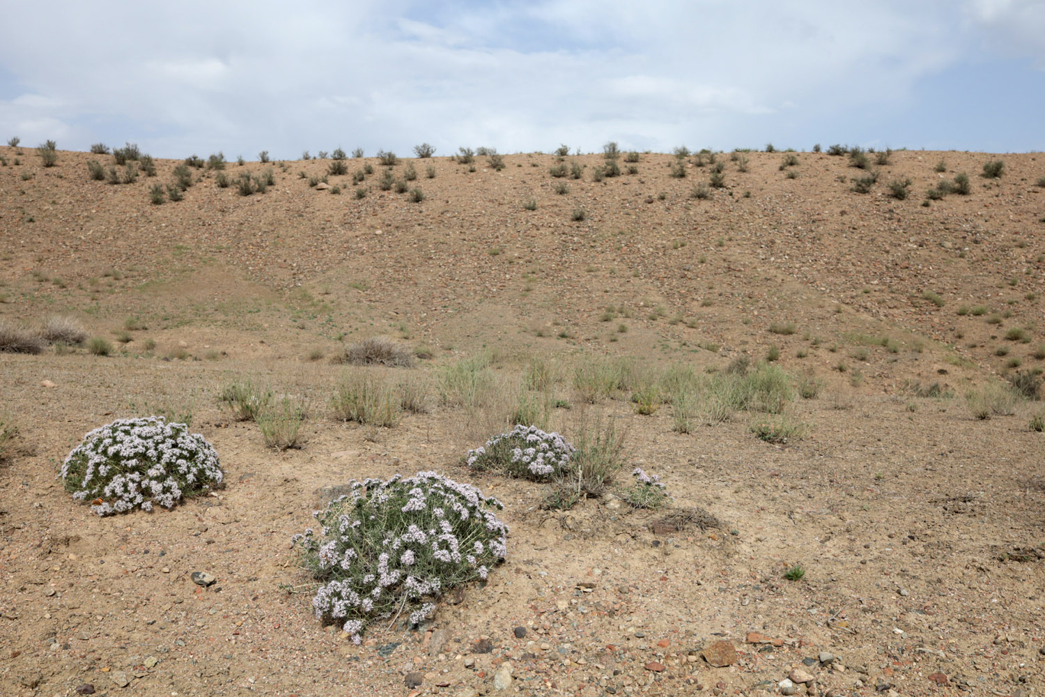 Папские адыры, image of landscape/habitat.