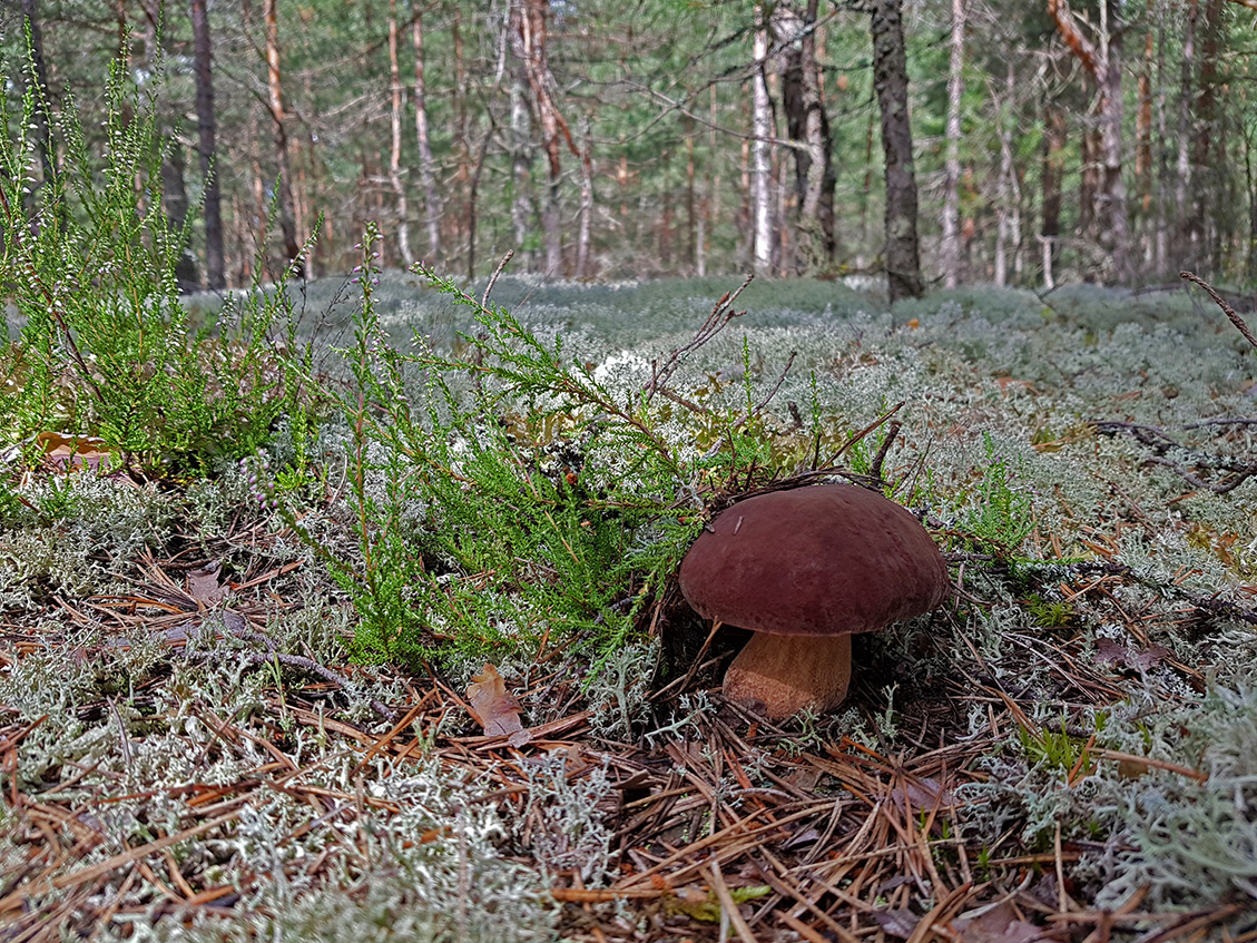 Бурцево, image of landscape/habitat.